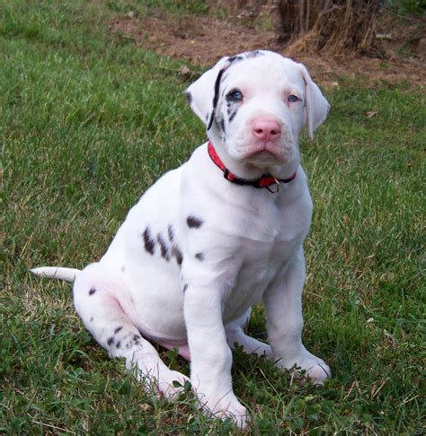 great dane puppy photo  wallpaper beautiful great dane puppy pictures