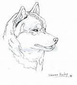 Husky Coloring Pages Printable Siberian Dog Face Malamute Wolf Dogs Huskies Getcolorings Drawings Color Sketch Alaskan Drawing Open Template sketch template