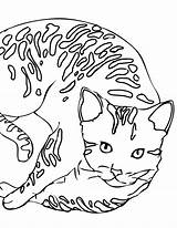 Bengal Coloring Designlooter Book 1275 41kb Cats Animals Skip sketch template