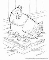 Coloring Pages Farm Chicken Hen Animal Nest Sitting Her Animals Mother Honkingdonkey Activity sketch template