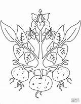 Kartoffel Ausmalbilder Potato Plant Pomme Coloringbay Zeichnen sketch template