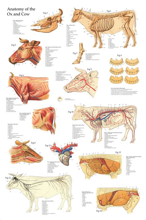 anatomical chart   ox