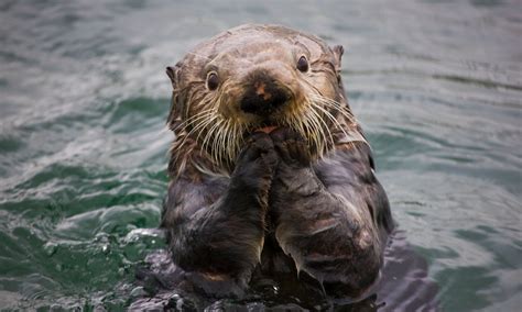 natural capital coalition  sea otters  save  planet