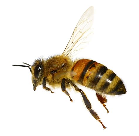 naast de bijen hebben ook andere wilde bestuivers het lastig nrc