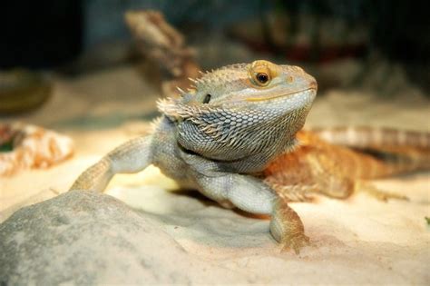 bearded dragon substrate options reptifiles
