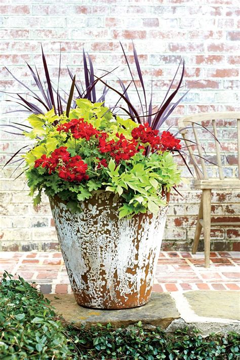 beautiful container plants  full sun ideas gardenideazcom