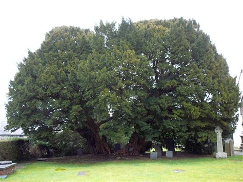 prophecy   oldest tree  wales  legend   angelystor yew