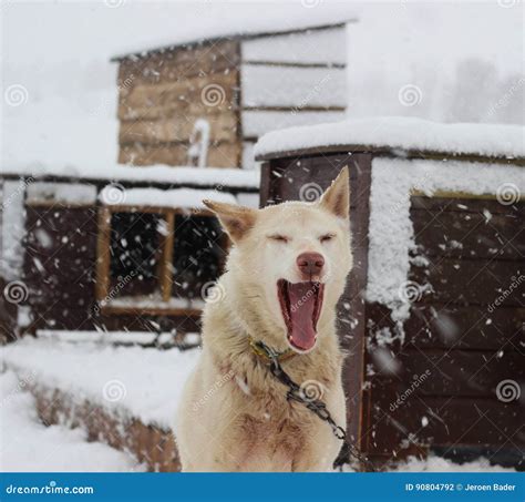 alaskan husky sled dog stock photo image  racing sled