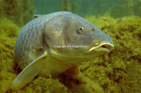 common carp engbretson underwater photography