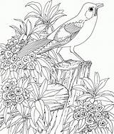 Coloring Nature Pages Adults Popular sketch template