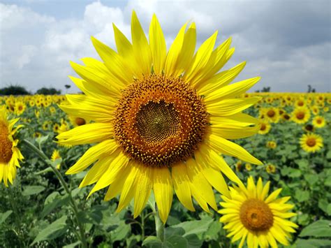 blooming sunflower garden  daytime hd wallpaper wallpaper flare