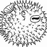 Coloring Puffer Fish Pufferfish Spine Poisonous Globefish Happy Color Designlooter sketch template