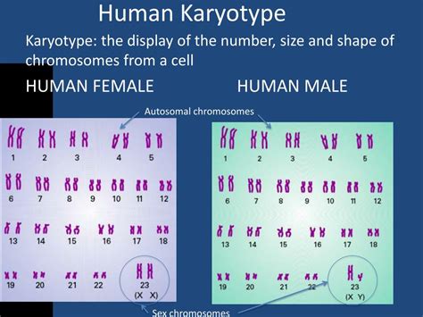 Ppt Chapter 9 Genes Chromosomes And Patterns Of Inheritance 1