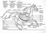 Horse Anatomy Skeleton Diagram Horses Chart Drawing Bones Anatomia Esqueleto Skeletal Mikkisenkarik sketch template