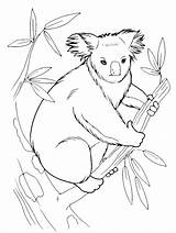 Koala Branch Pages2color Animals Cookie Copyright sketch template