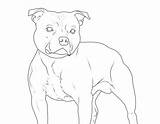 Bullterrier Staffordshire Ausmalen Hund Malvorlage Hunderassen sketch template