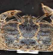 Afbeeldingsresultaten voor Macrophthalmus Mareotis setosus. Grootte: 176 x 185. Bron: plankton.image.coocan.jp