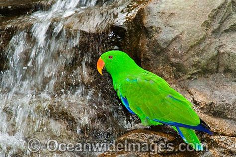 eclectus parrot washing  waterfall photo image
