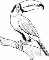 Coloring Tucan Bird Tucano Para Desenho Blanco Toucan Drawing Outline Aves Arara Em Animais Dibujos Animal Colorir Pintar Desenhos Desenhar sketch template
