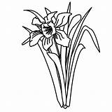 Daffodil Clipart Outline Clip Pages Line Coloring Flowers Malvorlagen Fensterbilder Colouring Cliparts Library sketch template