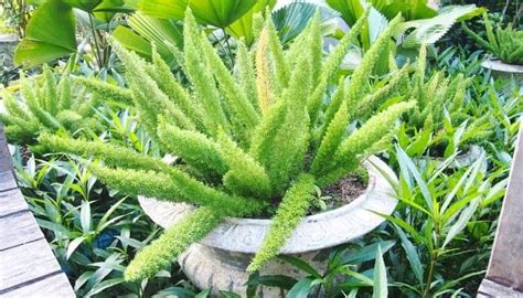 caring  foxtail ferns asparagus densiflorus urbanorganicyieldcom
