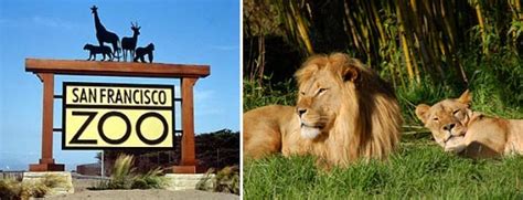san francisco zoo coupons  hotels jobs hours tigers