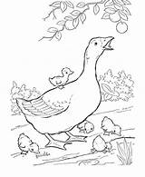 Coloring Goose Goslings Farm Babies Her Five Animal Netart Which sketch template