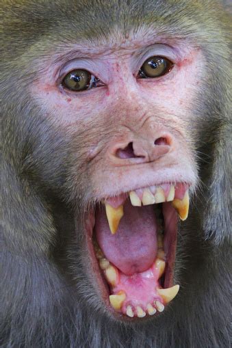Gambar Wajah Monyet Kera Jantan Marah Headshot Yang Menunjukkan Gigi
