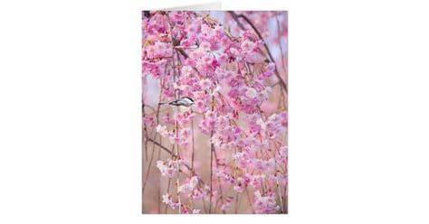 Black Cap Chickadee And Pink Weeping Willow Zazzle