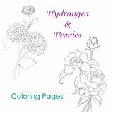 Coloring Pages Peony Hydrangea Flower Peonies Justpaintitblog Painting sketch template