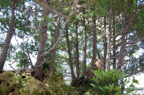 mini forest srslyguys flickr