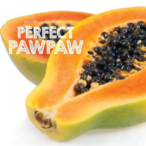 how to grow pawpaw about the garden magazine