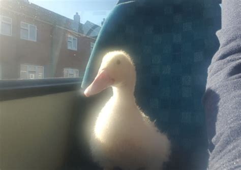 clover the duckling follows her owner everywhere including the pub