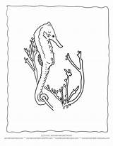 Coloring Seaweed Pages Seahorse Print Drawing Ocean Kids Outline Nature Animal Getdrawings sketch template