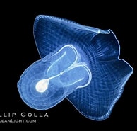 Afbeeldingsresultaten voor "corolla Calceola". Grootte: 194 x 185. Bron: www.oceanlight.com