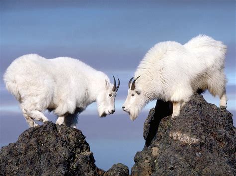 mountain goats animal facts  information  wildlife photographs