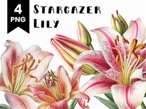 stargazer lily clipart bundle commercial  allowed etsy