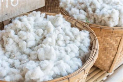 organic cotton sustainable heres      sustainmein