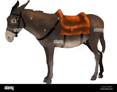 donkey cut  stock images pictures alamy