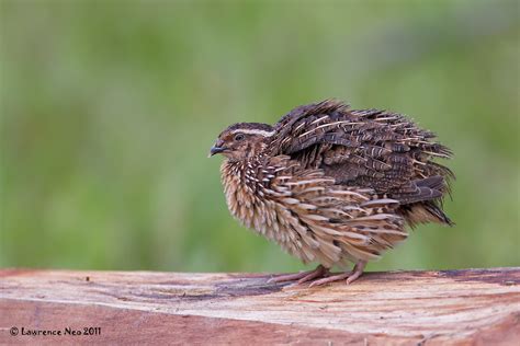 japanese quail coturnix japonica  teg flickr