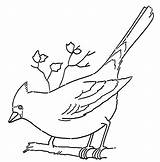 Line Branch Cardinal Coloring Bird Enlarge Click sketch template