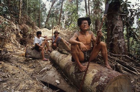Logging Destruction Of Habitat Nomadic Penan Tropical