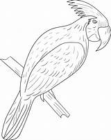 Cockatoo Branch sketch template