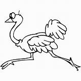 Ostrich Avestruz Avestruces sketch template