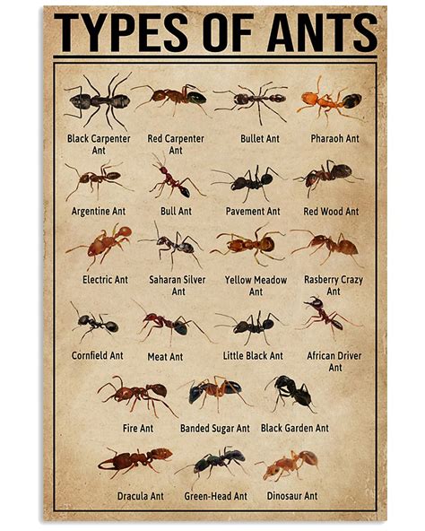 types  ants