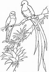 Quetzal Adults Kleurplaten Parkiet Parkieten Guatemala Aves Work Resplendent Plumage Portones Azulejos Pinturas Pintados Pájaros Rodos Uitprinten Downloaden Kleurplaat Imprimir sketch template