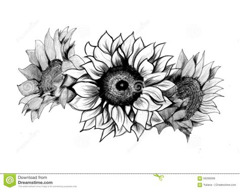 Sun Flower Stock Illustration Illustration Of Black