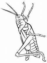 Sprinkhaan Heuschrecke Grasshopper Kleurplaat Heuschrecken Sprinkhanen Grasshoppers Malvorlage sketch template
