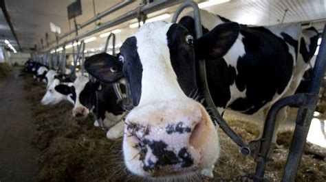 Sex Is Big Business At Dairy Farms And Focus Of Legal