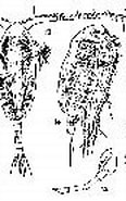Afbeeldingsresultaten voor "paracalanus Indicus". Grootte: 116 x 138. Bron: copepodes.obs-banyuls.fr